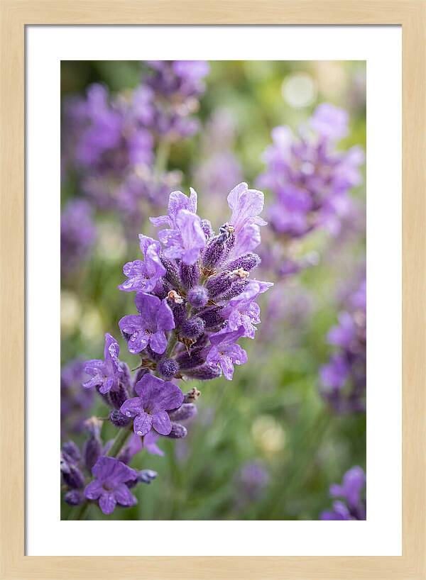 Fields Of Lavender Dreams
