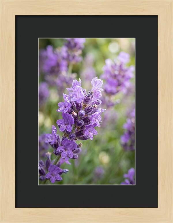 Fields Of Lavender Dreams