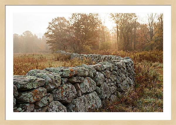 Fieldstone Wall Embraced By Autumn