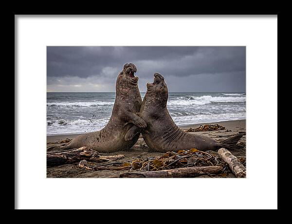 Fierce Elephant Seal Showdown