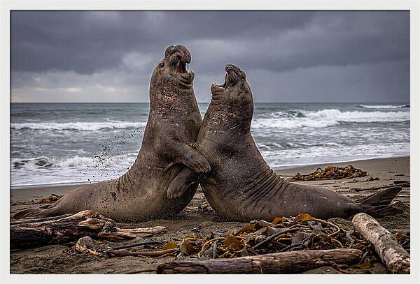 Fierce Elephant Seal Showdown