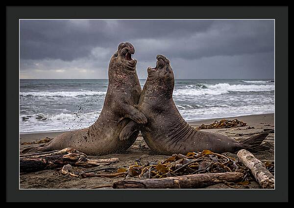 Fierce Elephant Seal Showdown