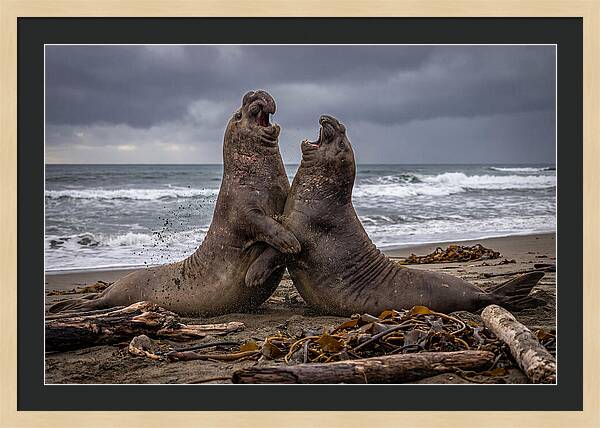 Fierce Elephant Seal Showdown