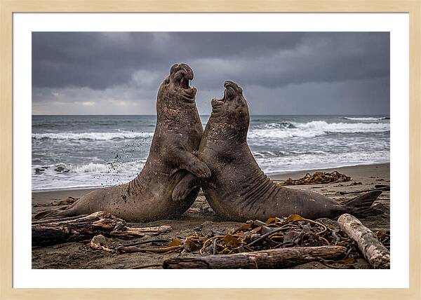 Fierce Elephant Seal Showdown