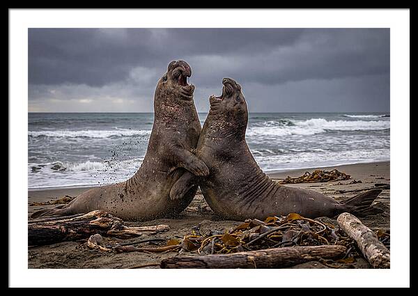 Fierce Elephant Seal Showdown