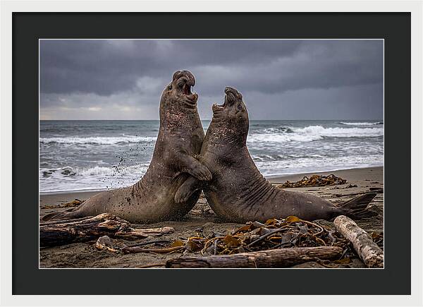 Fierce Elephant Seal Showdown