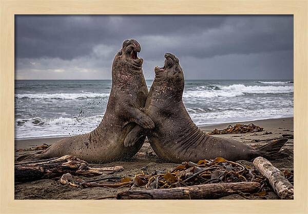 Fierce Elephant Seal Showdown