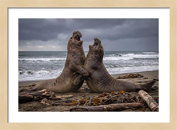 Fierce Elephant Seal Showdown