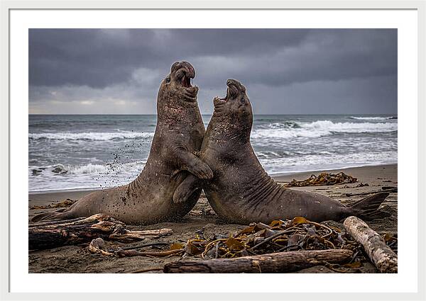 Fierce Elephant Seal Showdown