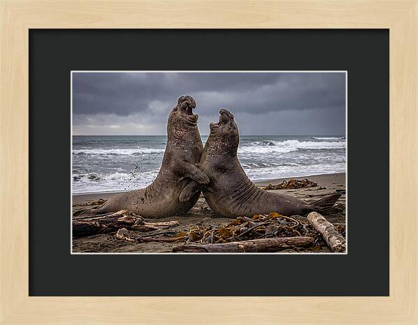 Fierce Elephant Seal Showdown