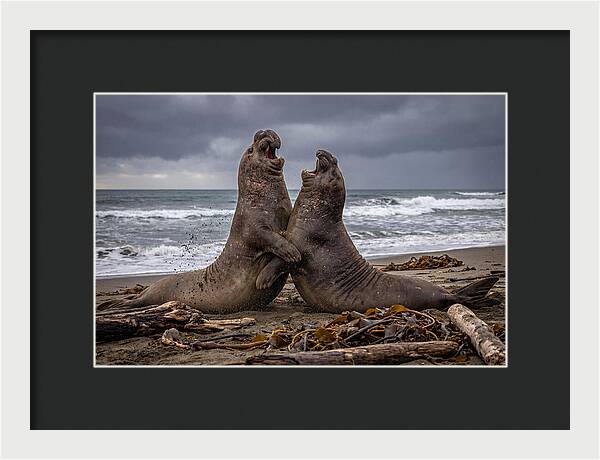 Fierce Elephant Seal Showdown