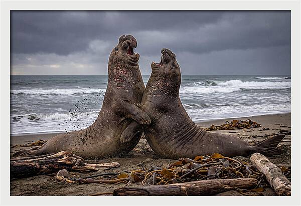 Fierce Elephant Seal Showdown