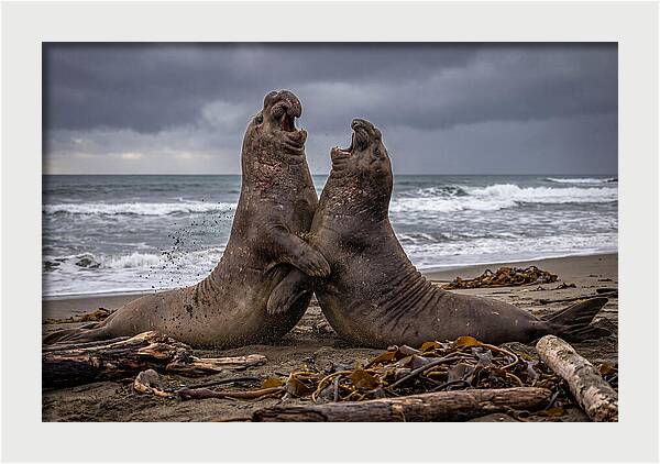 Fierce Elephant Seal Showdown