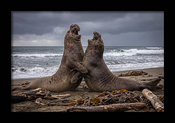 Fierce Elephant Seal Showdown