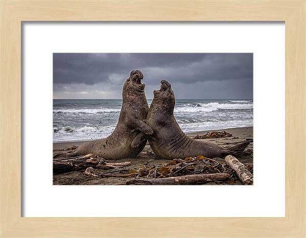 Fierce Elephant Seal Showdown