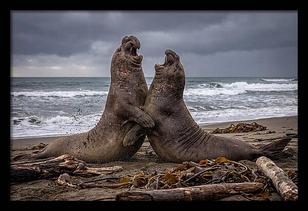 Fierce Elephant Seal Showdown