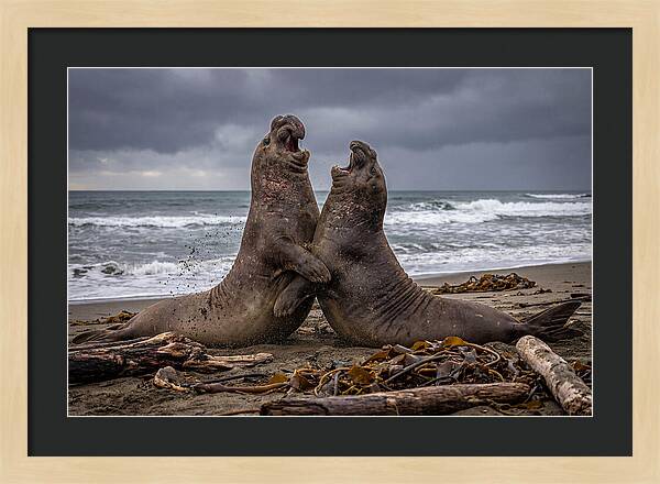 Fierce Elephant Seal Showdown