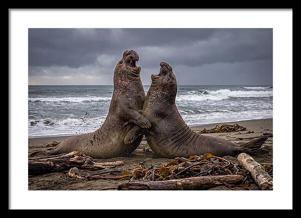 Fierce Elephant Seal Showdown