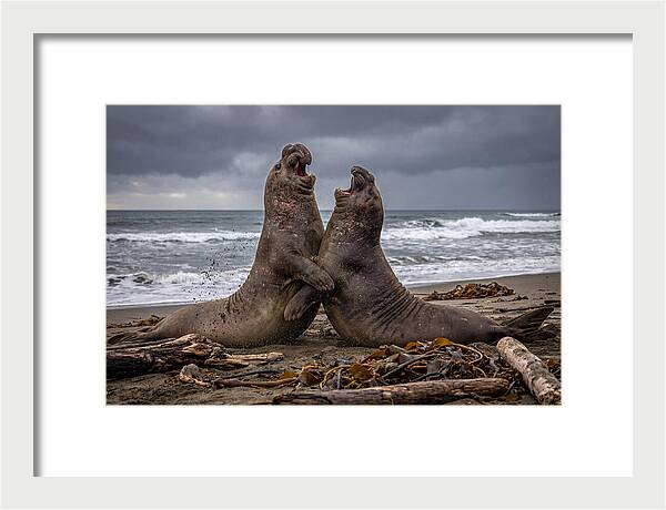 Fierce Elephant Seal Showdown