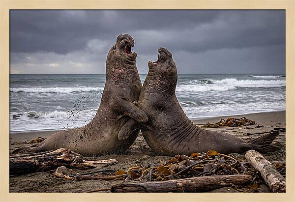 Fierce Elephant Seal Showdown