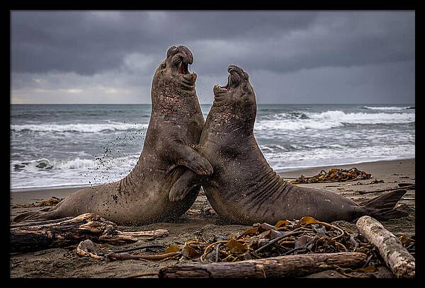 Fierce Elephant Seal Showdown