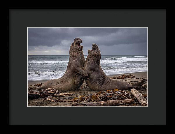 Fierce Elephant Seal Showdown