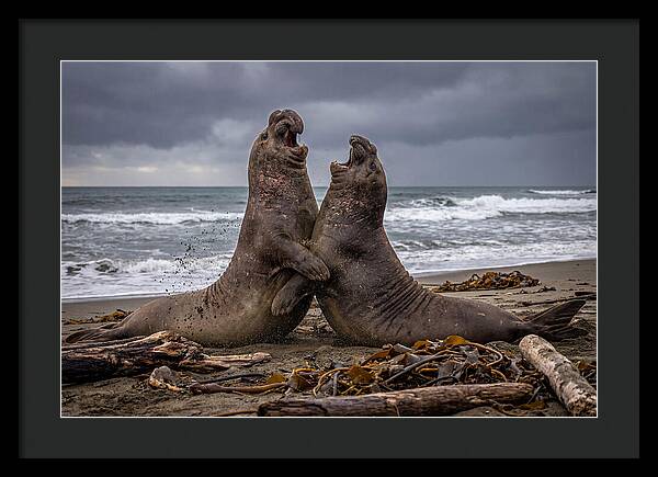 Fierce Elephant Seal Showdown