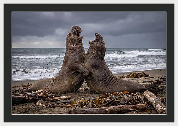 Fierce Elephant Seal Showdown