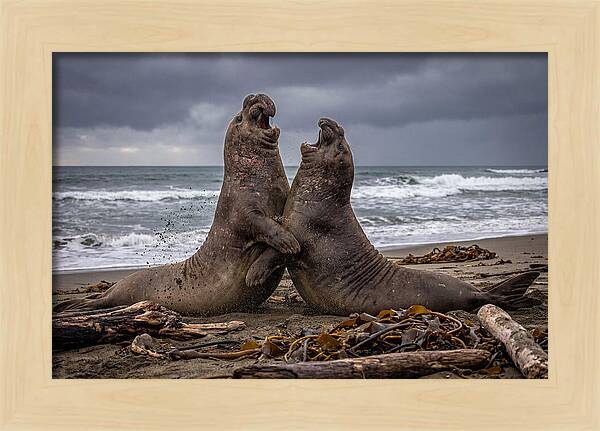 Fierce Elephant Seal Showdown
