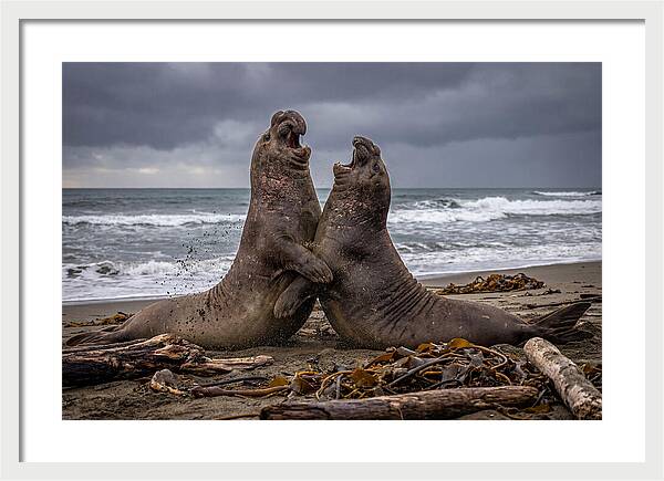 Fierce Elephant Seal Showdown