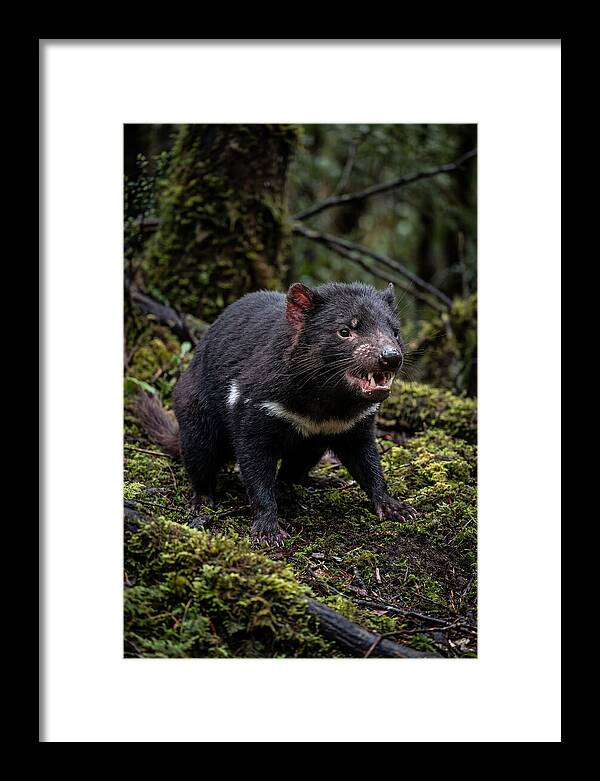 Fierce Tasmanian Devil Display