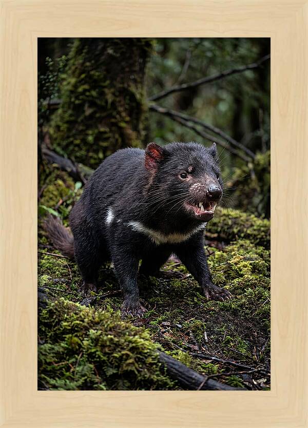 Fierce Tasmanian Devil Display