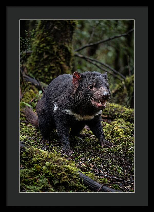 Fierce Tasmanian Devil Display
