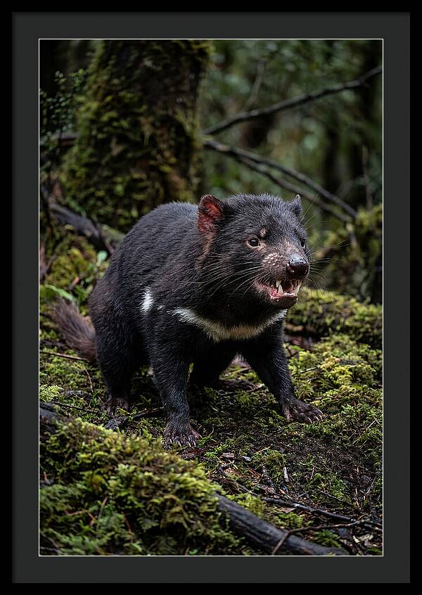 Fierce Tasmanian Devil Display