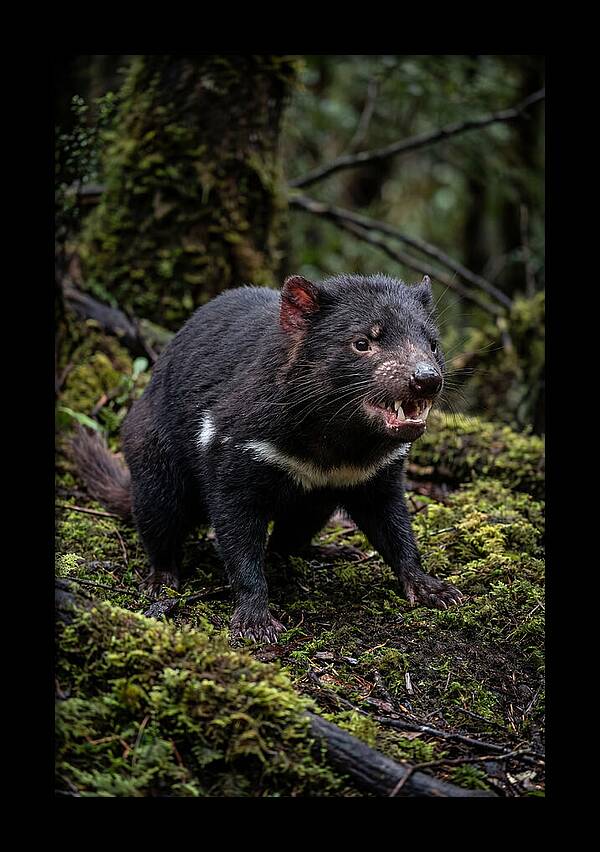 Fierce Tasmanian Devil Display