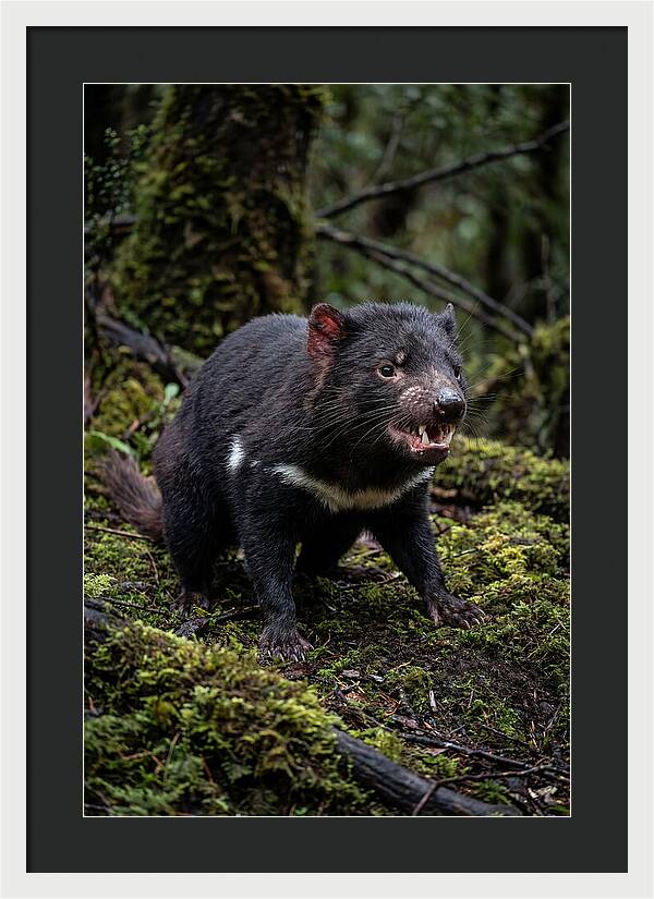 Fierce Tasmanian Devil Display