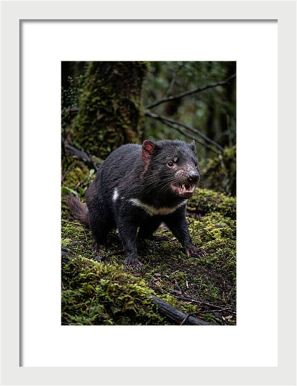 Fierce Tasmanian Devil Display