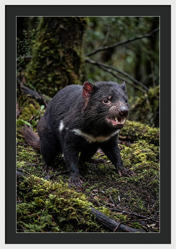 Fierce Tasmanian Devil Display
