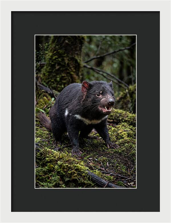 Fierce Tasmanian Devil Display