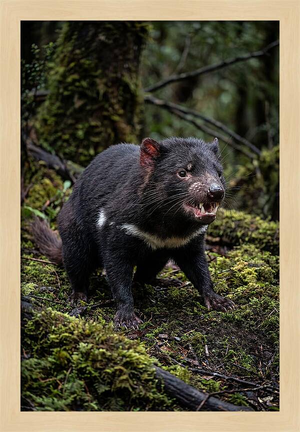 Fierce Tasmanian Devil Display