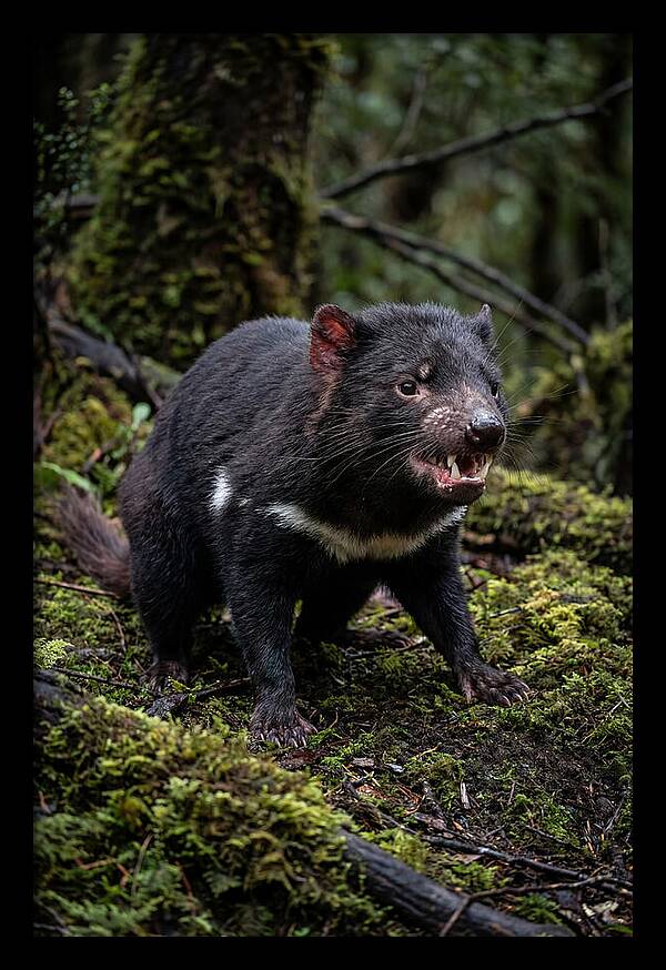 Fierce Tasmanian Devil Display
