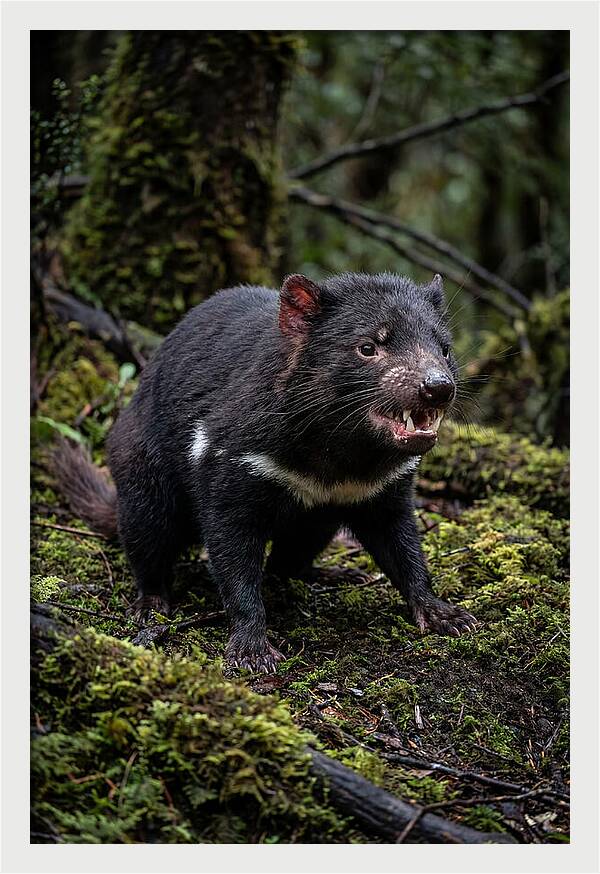 Fierce Tasmanian Devil Display