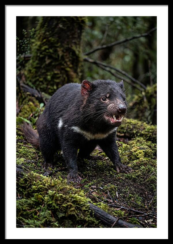 Fierce Tasmanian Devil Display