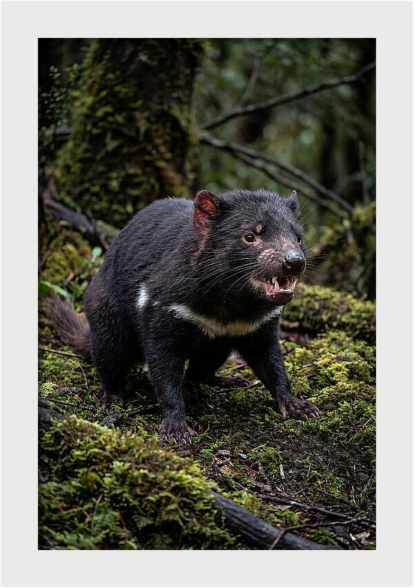 Fierce Tasmanian Devil Display