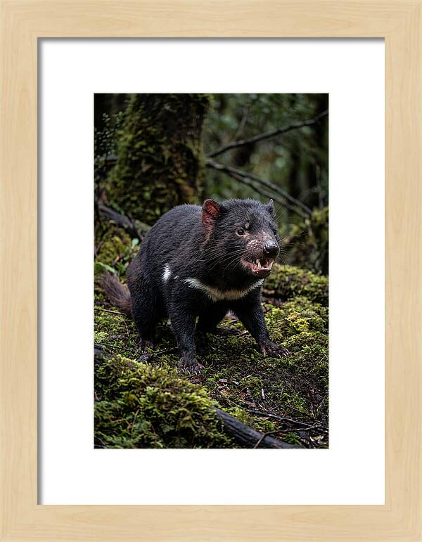 Fierce Tasmanian Devil Display