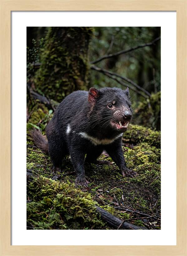Fierce Tasmanian Devil Display