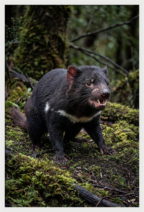 Fierce Tasmanian Devil Display