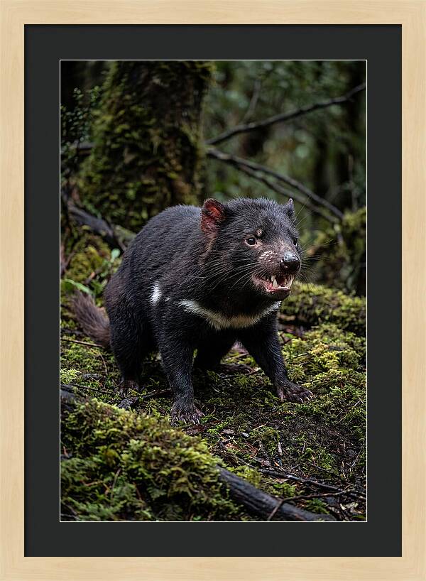Fierce Tasmanian Devil Display