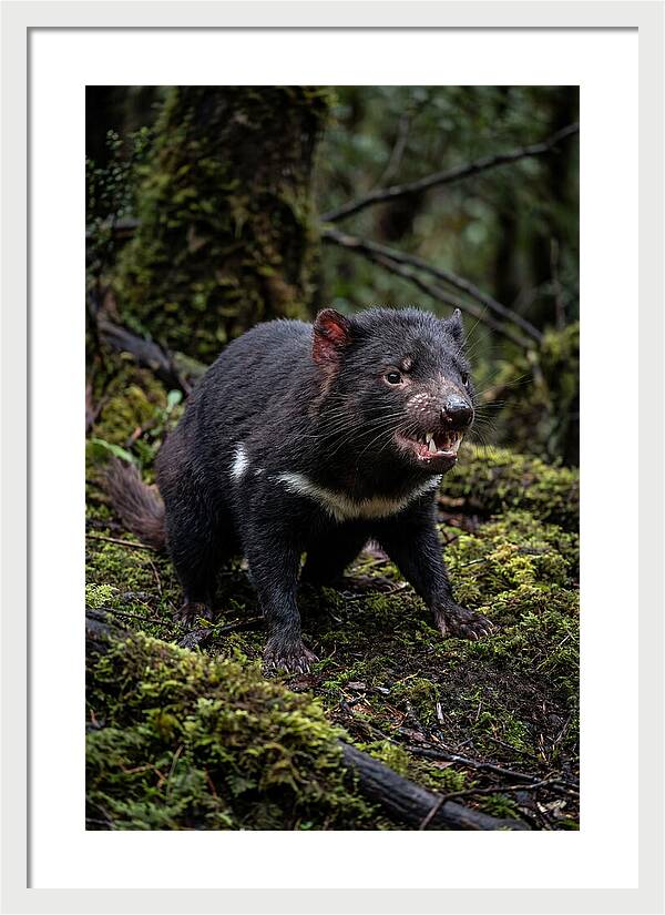 Fierce Tasmanian Devil Display