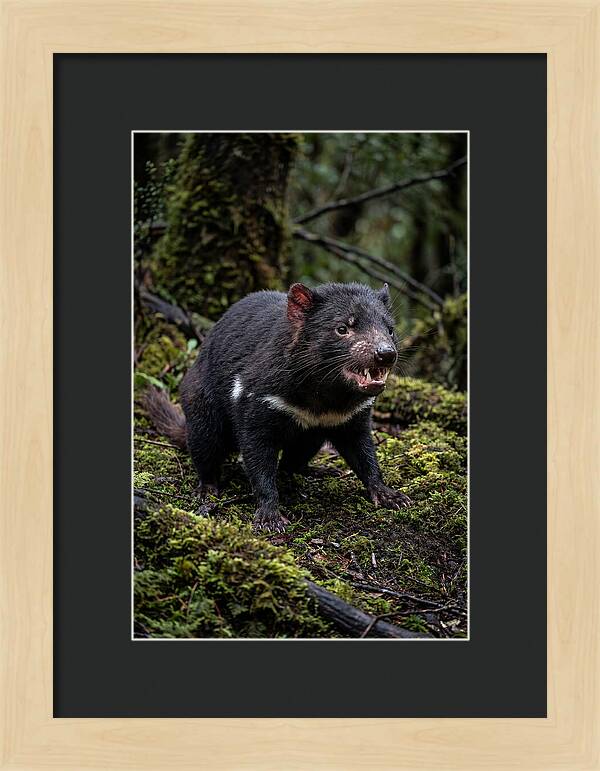 Fierce Tasmanian Devil Display
